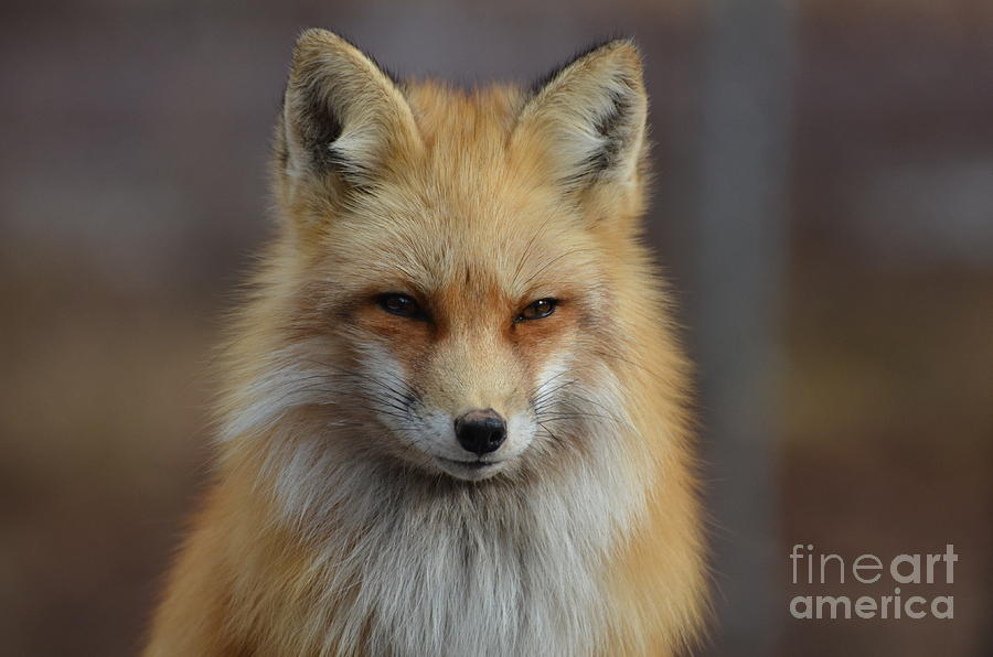 Adorable Red Fox Photograph by DejaVu Designs