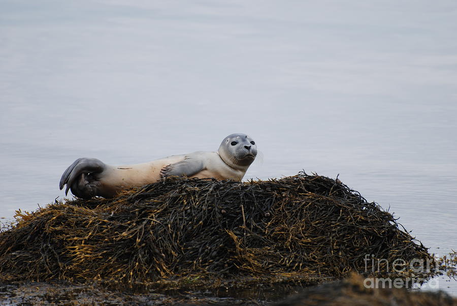 Wildlife Photograph - Adorable Seal Pup Balancing on a Rock by DejaVu Designs