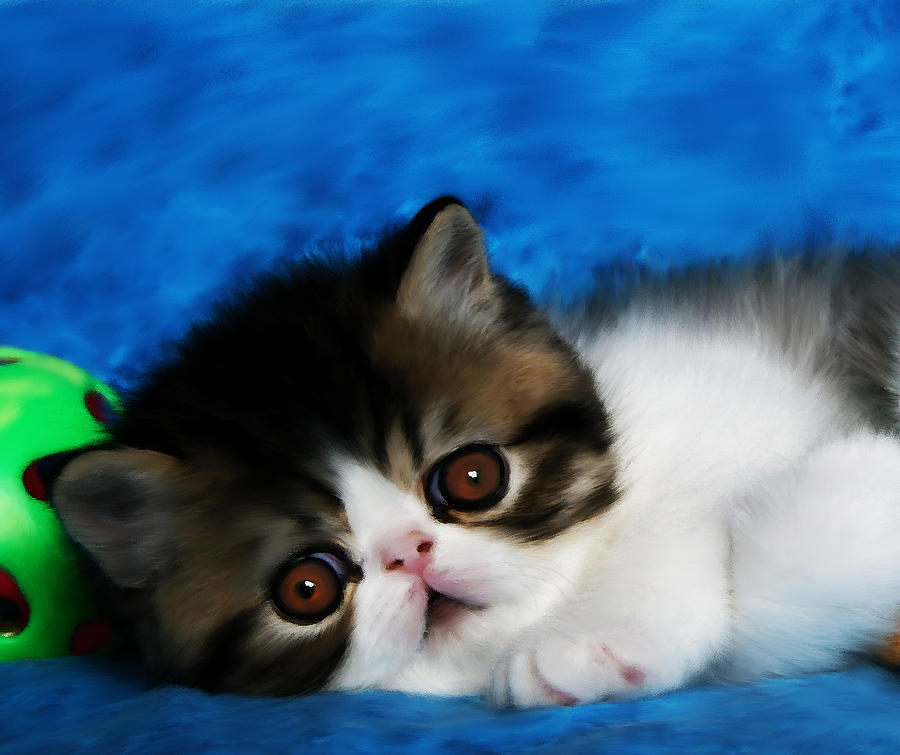 Cat Painting - Adorable by Shere Crossman