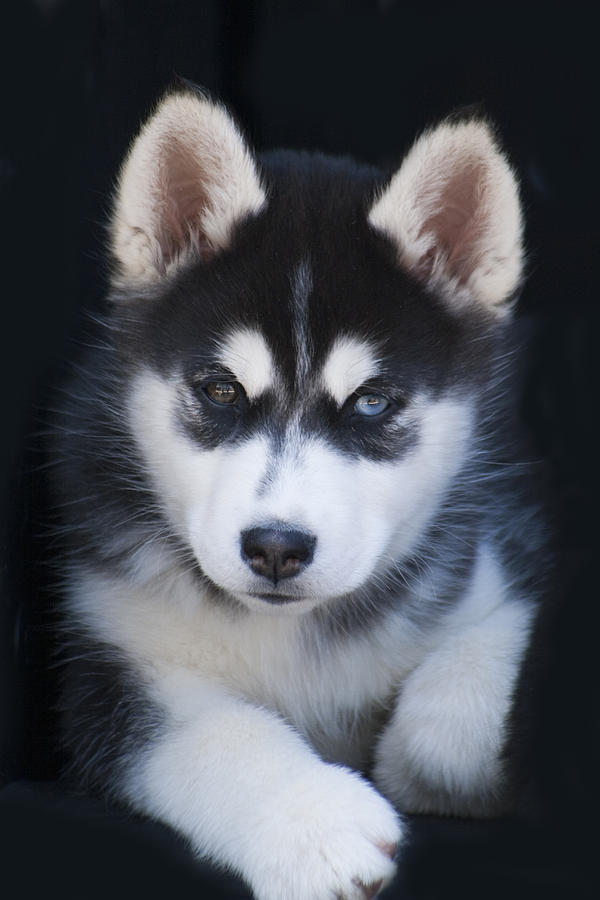 The Best Parrots In The World Siberian Husky Puppies For