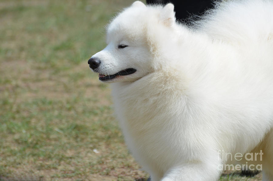 Adorable White American Eskimo Dog Photograph by DejaVu Designs | Fine ...