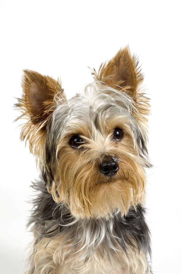 Adorable Young Yorkshire Terrier Dog Close Up White Background Photograph by JPecha