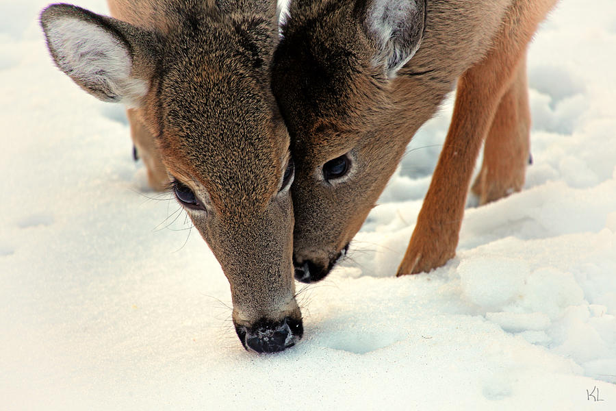 Deer Photograph - Adoring Love by Karol Livote