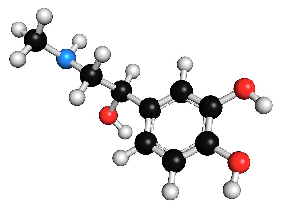 Adrenaline Neurotransmitter Molecule Photograph by Molekuul | Fine Art ...