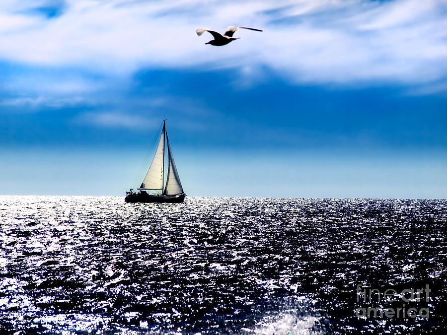 Seagull Photograph - Adriatic noon by Sinisa Botas
