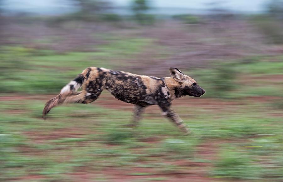 Adult African Hunting Dog Running Photograph by Tony Camacho/science Photo Library