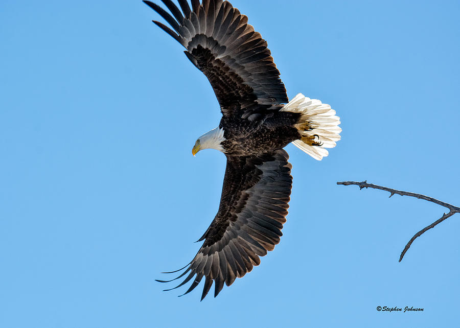 Adult American Bald Eagle Leaving a Branch Photograph by Stephen Johnson