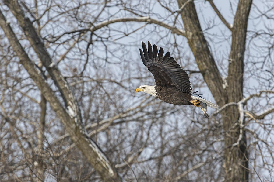Adult American Bald Eagle  Photograph by Thomas Young