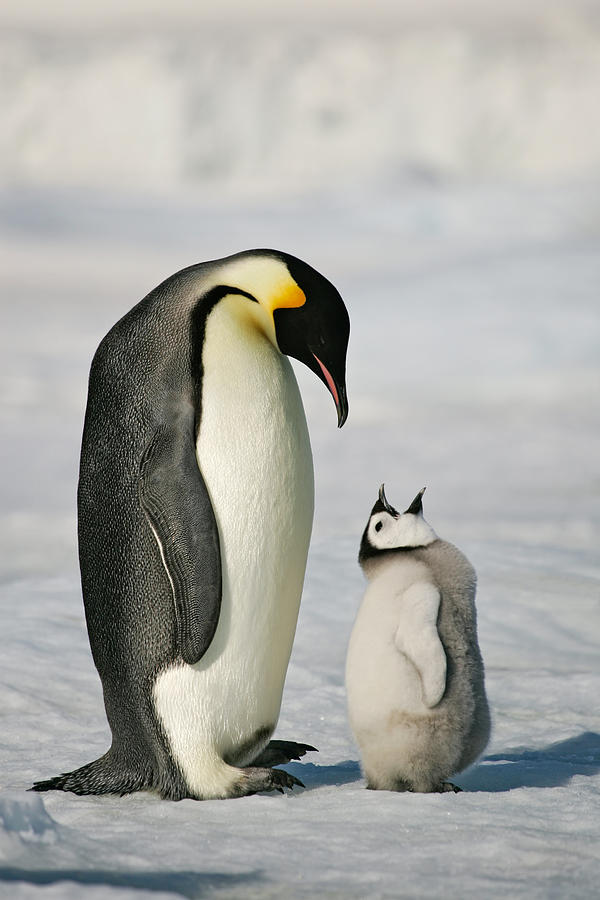 Adult and baby penguin in the snow Photograph by KeithSzafranski