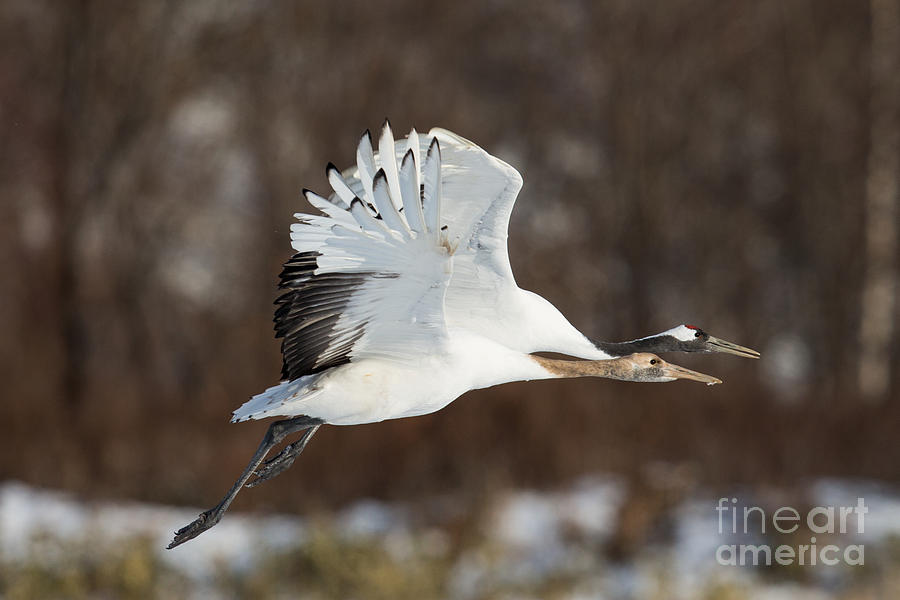 Adult and Juvenile Red Crowned Crane in Flight Photograph by Natural Focal Point Photography