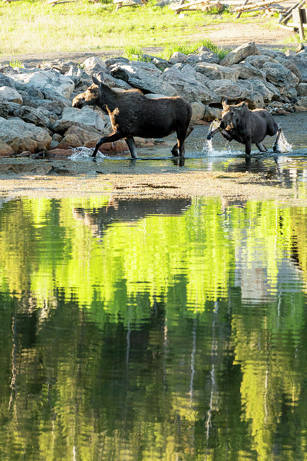 Rocky Mountain National Park Photograph - Adult And Young Moose Alces Alces by Kennan Harvey