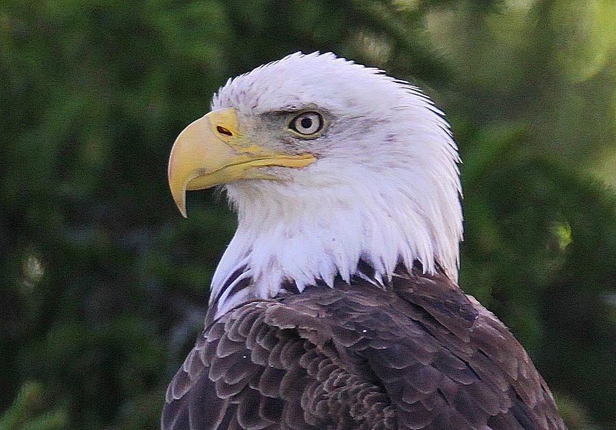 Adult Bald Eagle Photograph by Donald Cramer - Fine Art America