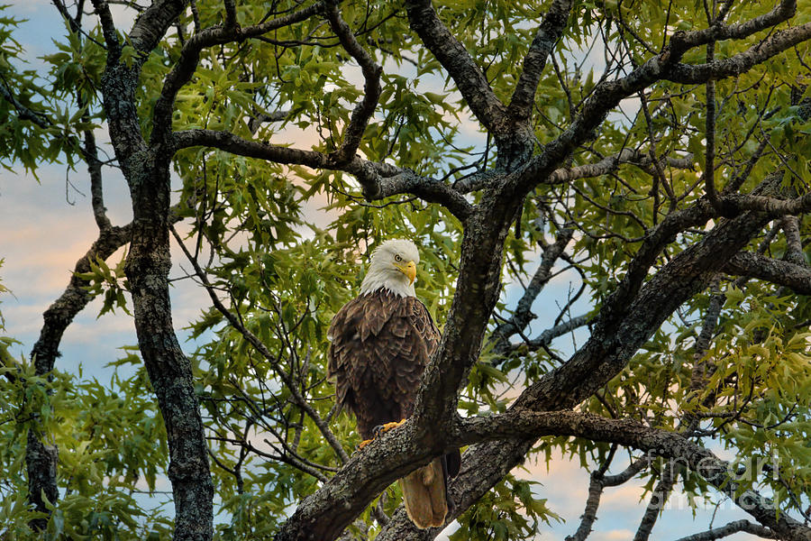 Adult Bald Eagle in a Tree Photograph by Jai Johnson