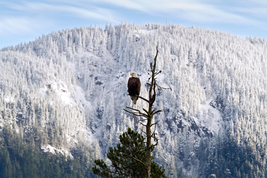 Adult Bald Eagle Photograph by Michael Russell
