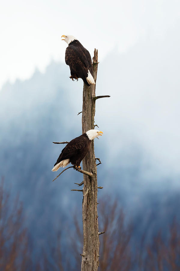 Eagle Photograph - Adult Bald Eagles  Haliaeetus by Doug Lindstrand