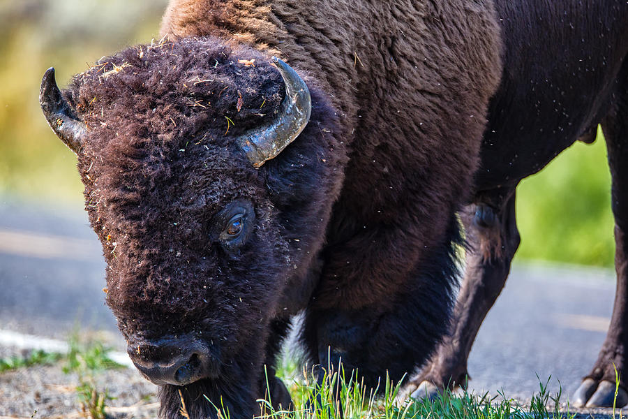 Yellowstone National Park Photograph - Adult Bison Staring by Andres Leon