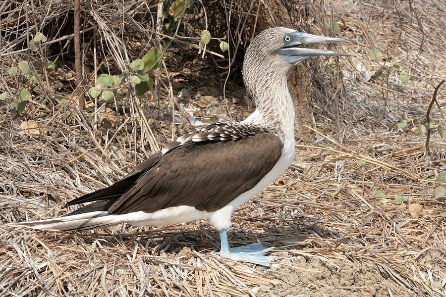 Adult Blue Footed Boobie Photograph By Robert Hamm Fine Art America 