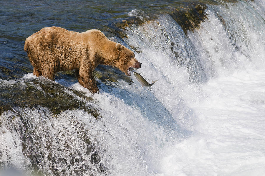 Katmai National Park Photograph - Adult Brown Bear Fishing For Salmon by Kenneth Whitten
