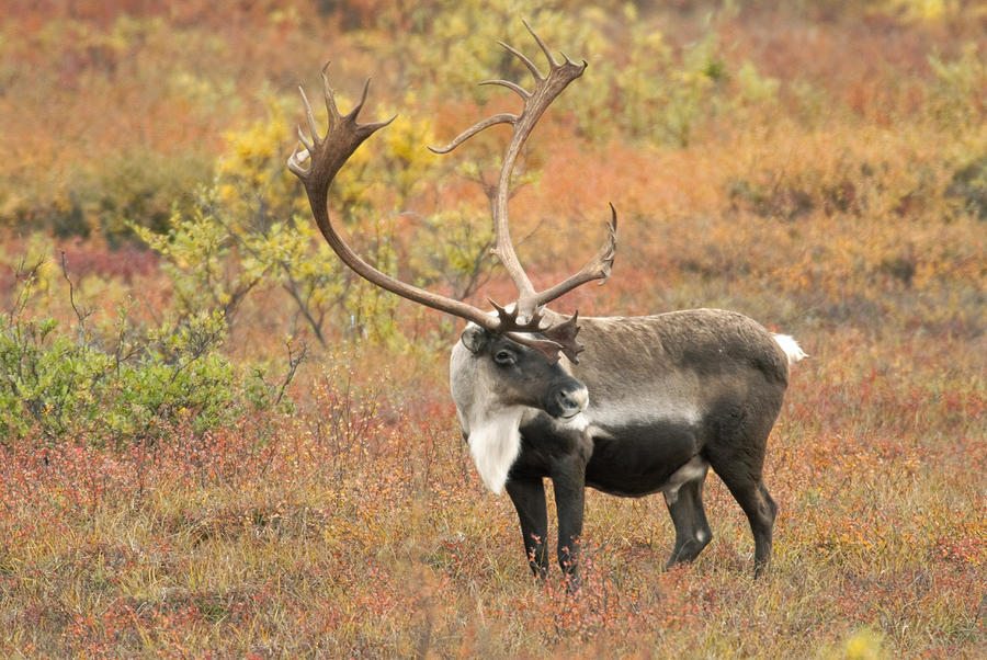 Adult Bull Caribou Stands In Fall Photograph by Kenneth Whitten - Fine ...