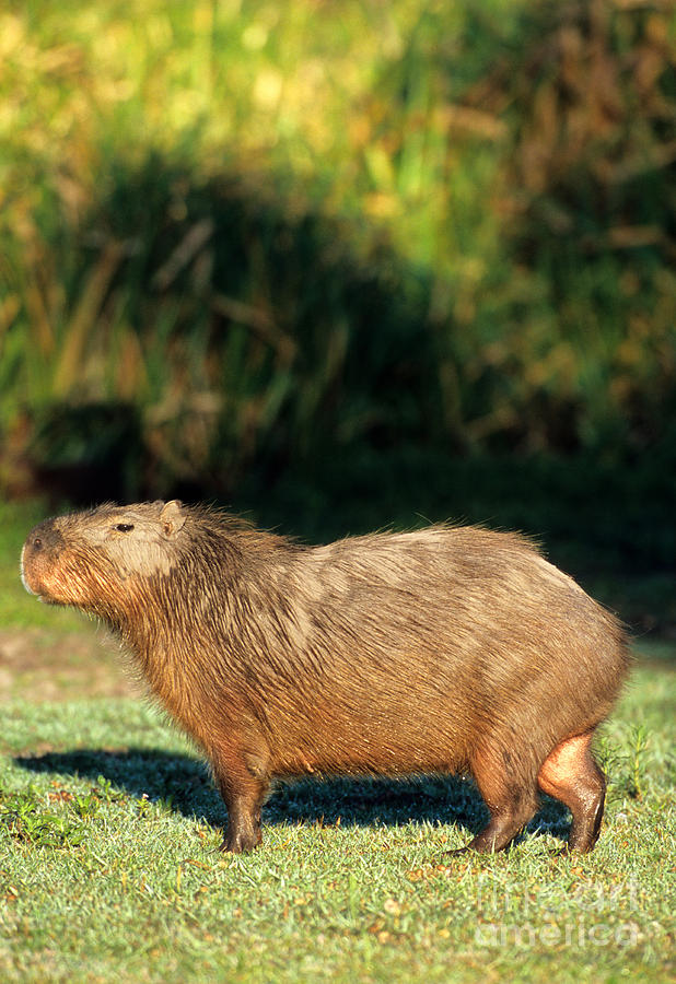 Mammal Photograph - Adult Capybara by William H. Mullins