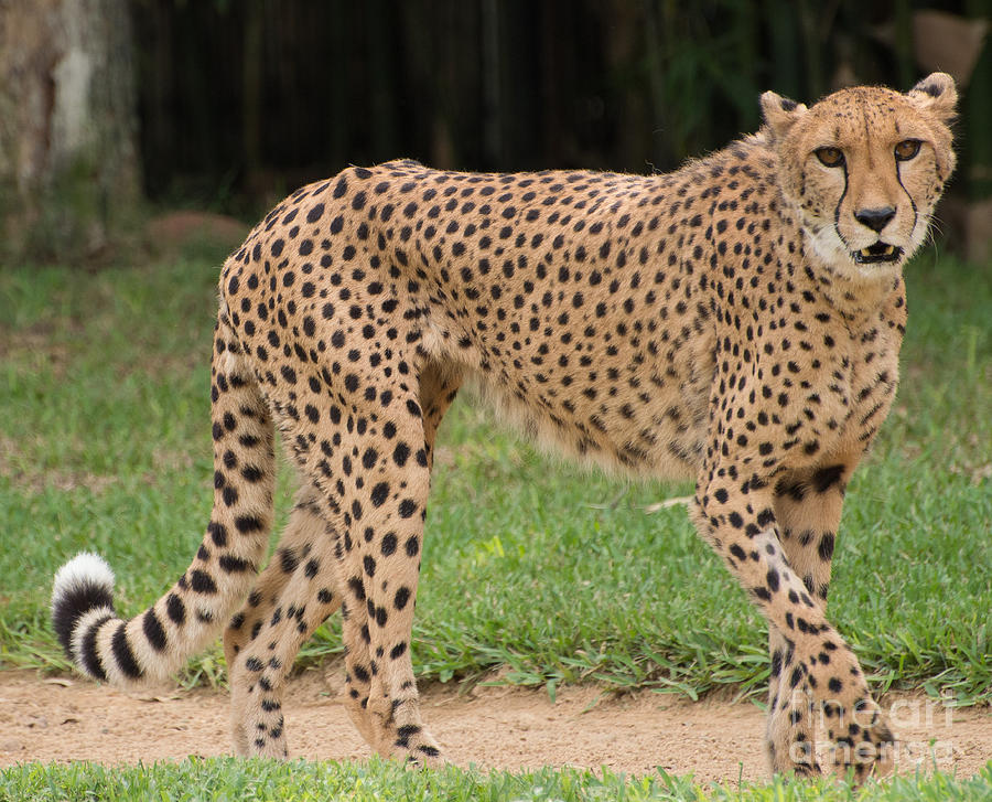 Adult Cheetah Photograph by Wal Lauby | Pixels