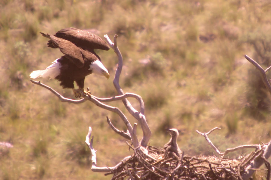 Adult Eagle With Eaglet Photograph