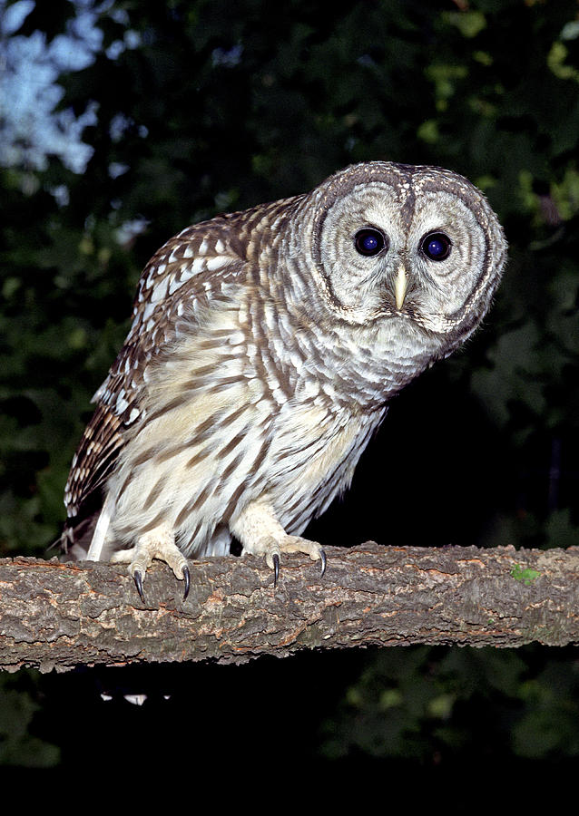Adult Female Barred Owl Strix Varia Photograph by G Ronald Austing