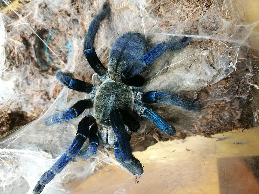Adult female Cobalt blue tarantula Photograph by Pathara Buranadilok