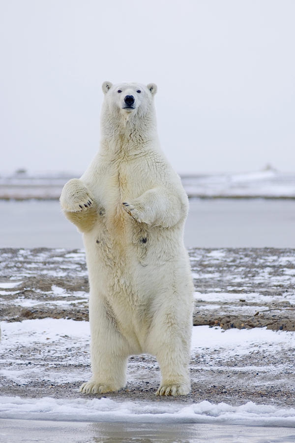 Wildlife Photograph - Adult Female Polar Bear Stands To Get by Steven Kazlowski