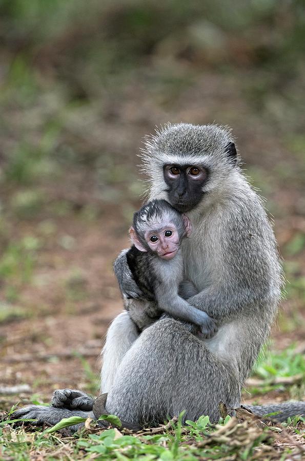 Adult Female Vervet Monkey With Young Photograph by Tony Camacho | Fine ...