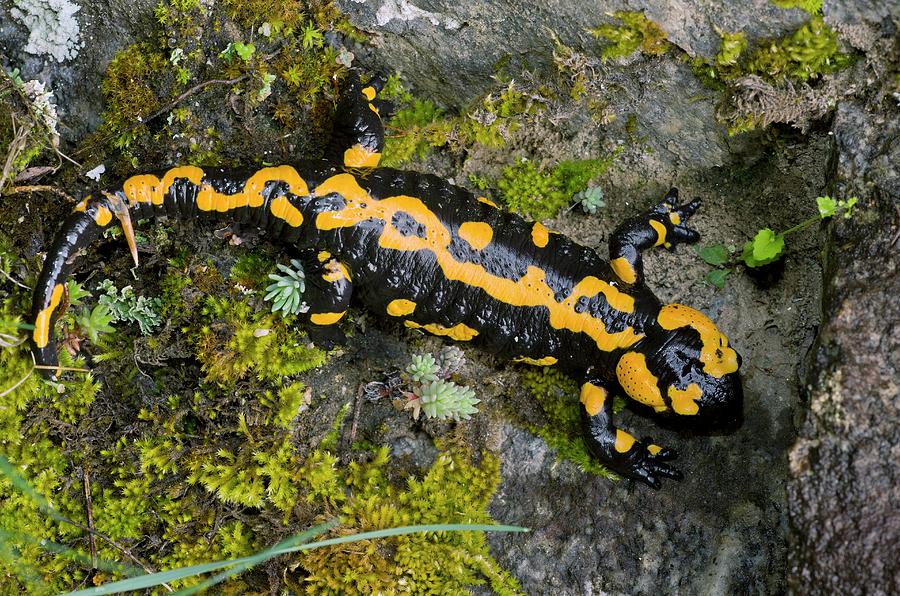 Adult Fire Salamander Photograph by Bob Gibbons/science Photo Library