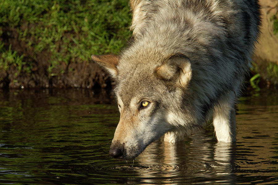 Adult Grey Wolf Canis Lupus Photograph By Debbie Dicarlo Pixels