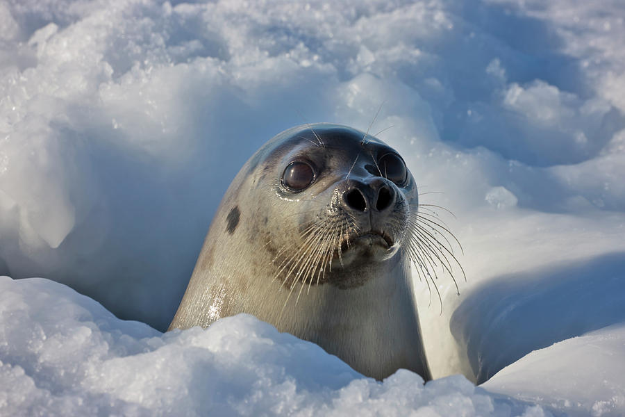 Adult Harp Seal Raising Head Photograph by Keren Su - Fine Art America