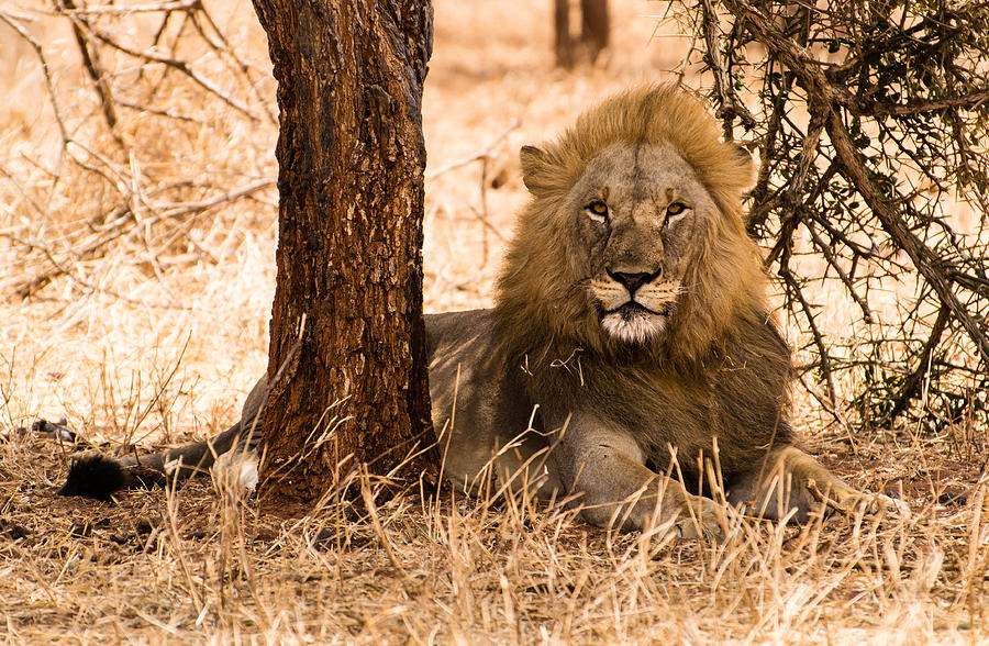 Tarangire National Park Photograph - Adult Lion by Alistair Houston