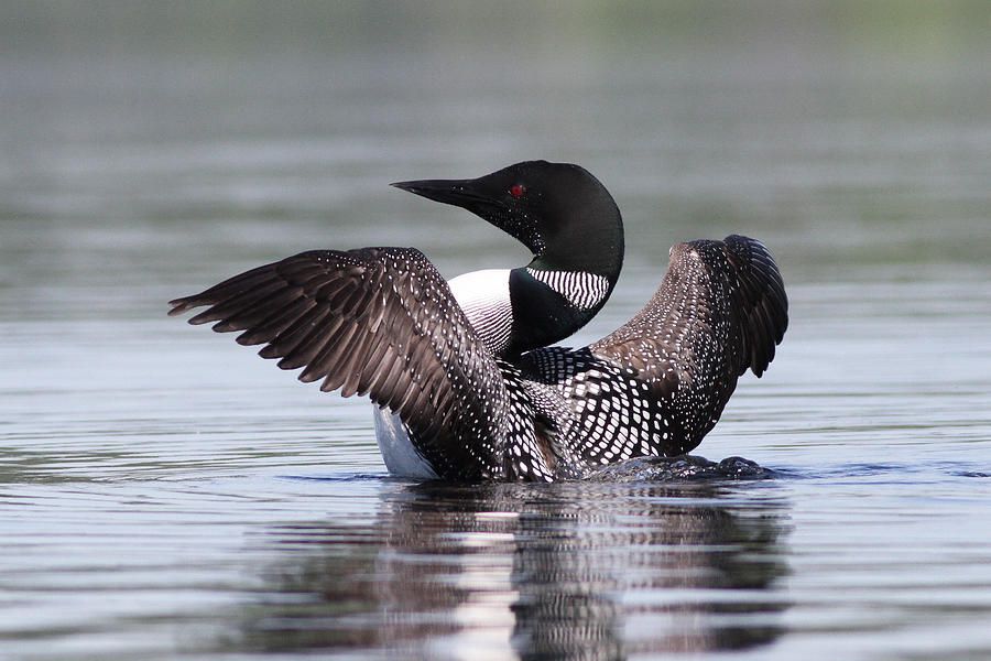 Loon Photograph - Adult Loon stretching by John Rockwood