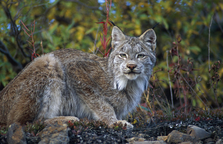 Denali National Park Photograph - Adult Lynx On Hill Side Denali Np In by Michael Jones