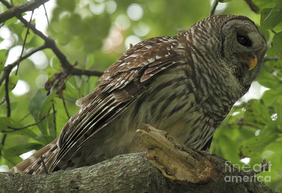 Adult Male Barred Owl Photograph by Adam Jewell