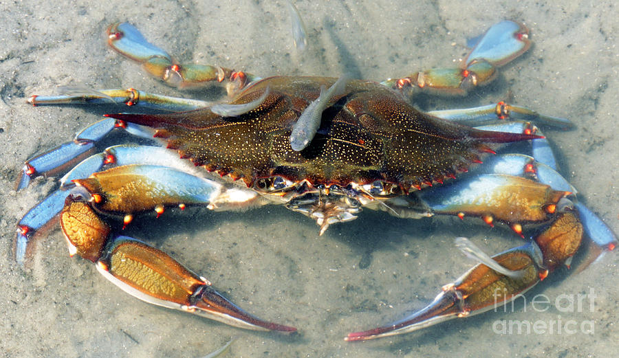 Nature Photograph - Adult Male Blue Crab by Millard H. Sharp