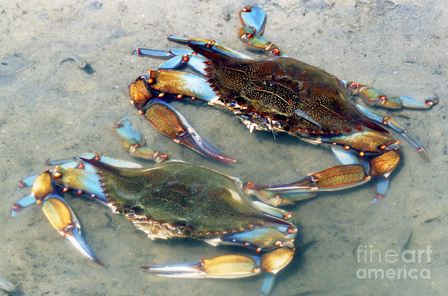 Nature Photograph - Adult Male Blue Crabs by Millard H. Sharp