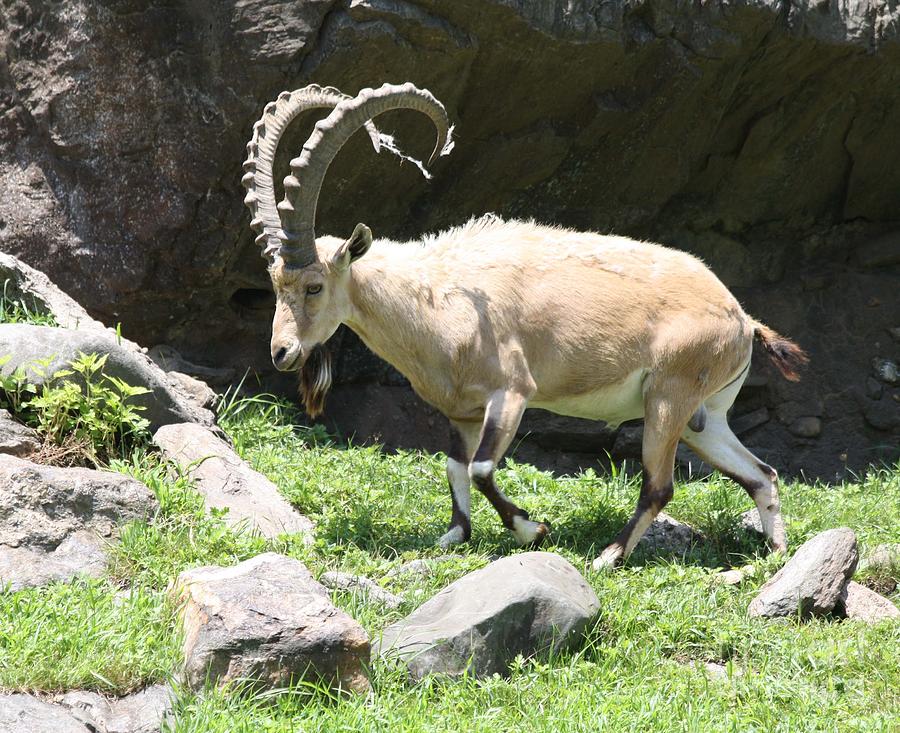 Adult Male Ibex Charging Photograph by John Telfer
