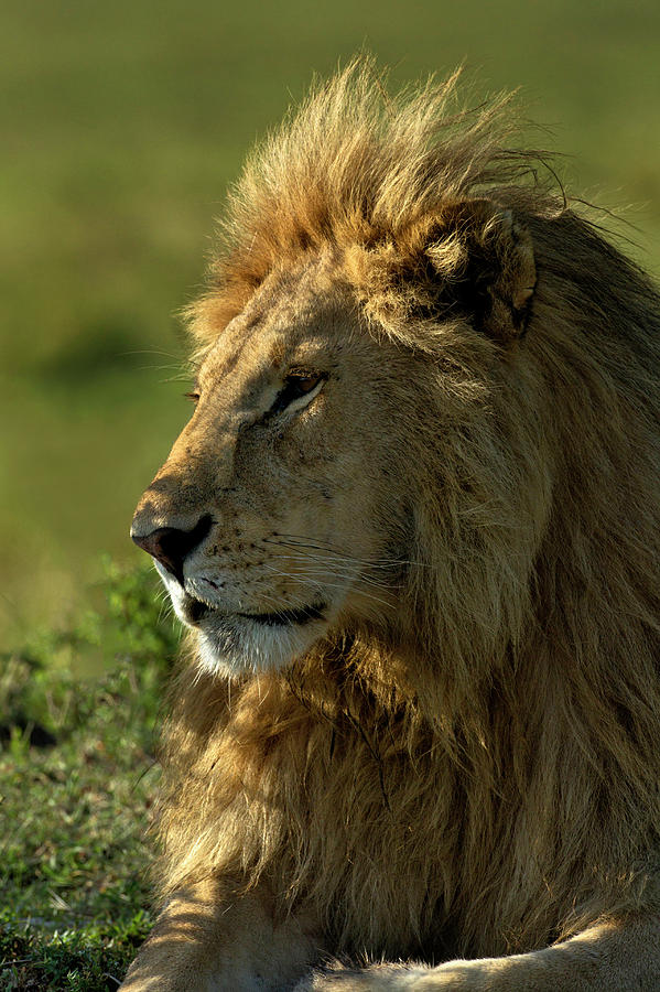 Adult Male Lion, Maasai Mara, Kenya Photograph by Adam Jones