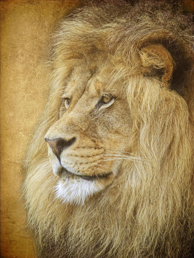 Adult Male Lion Photograph by Steve McKinzie