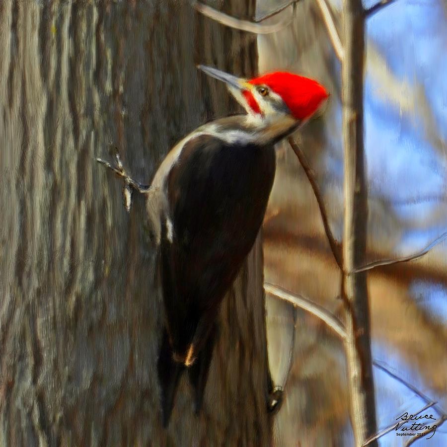 Adult Male Pileated Woodpecker Painting by Bruce Nutting