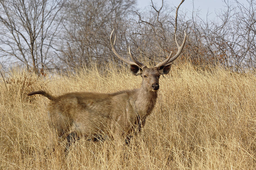 Adam Jones Photograph - Adult Male, Sambar Deer, Ranthambore by Adam Jones Adam Jones Photograph - Adult Male, Sambar Deer, Ranthambore by Adam Jones