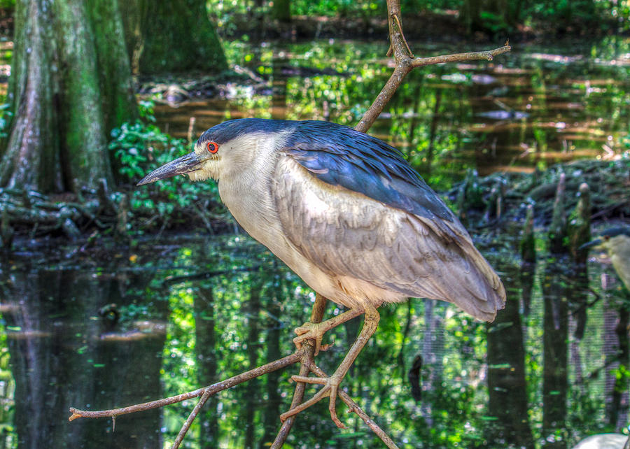 Adult Nycticorax Nycticorax Photograph