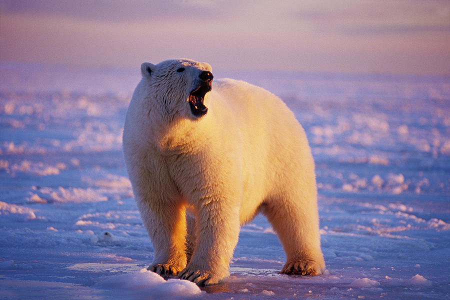 Adult Polar Bear On The Pack Ice Photograph by Steven J. Kazlowski / GHG