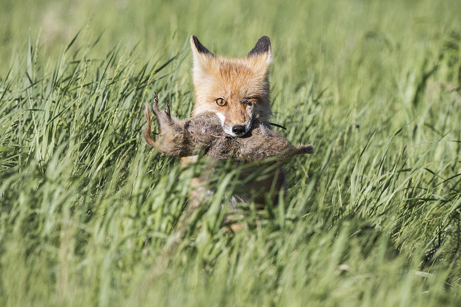 Adult Red Fox, vulpes vulpes, With Prey in Alberta Prairies Photograph by Colleen Gara
