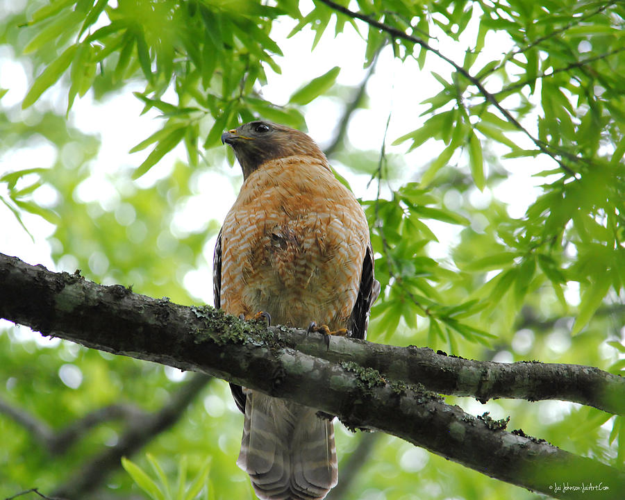 Adult Red Shouldered Hawk Photograph by Jai Johnson