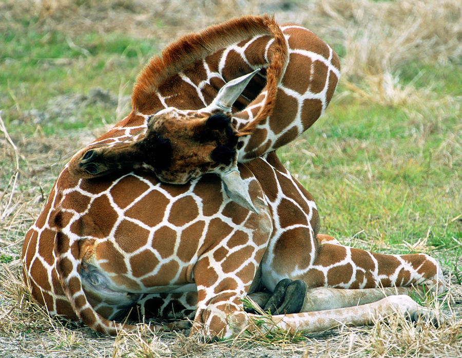 Adult Reticulated Giraffe Photograph by Millard H. Sharp