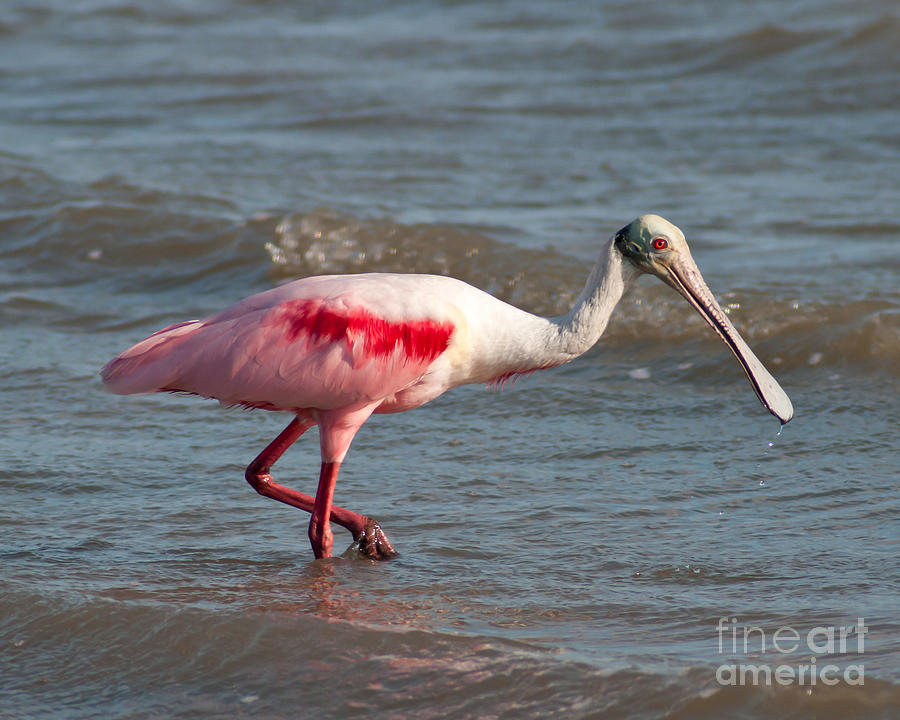 Adult Roseate Spoonbill Photograph by Stephen Whalen